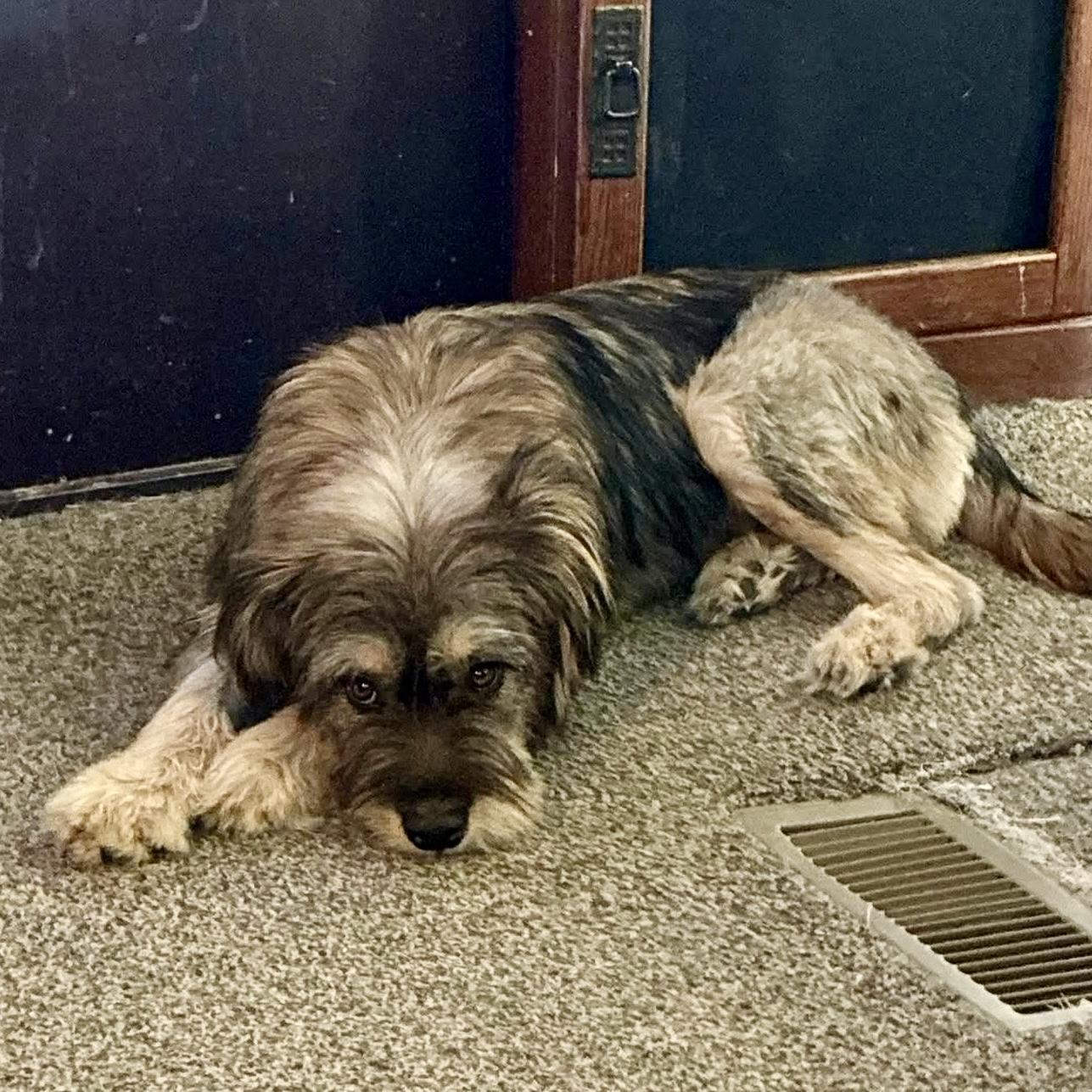 Enlarge Rizzo, an adopted mixed breed in Pocatello, ID image 2/6