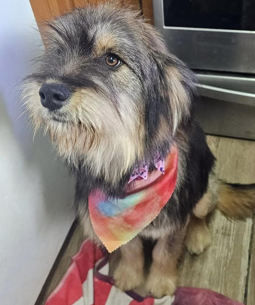 Enlarge Rizzo, an adopted mixed breed in Pocatello, ID image 1/6