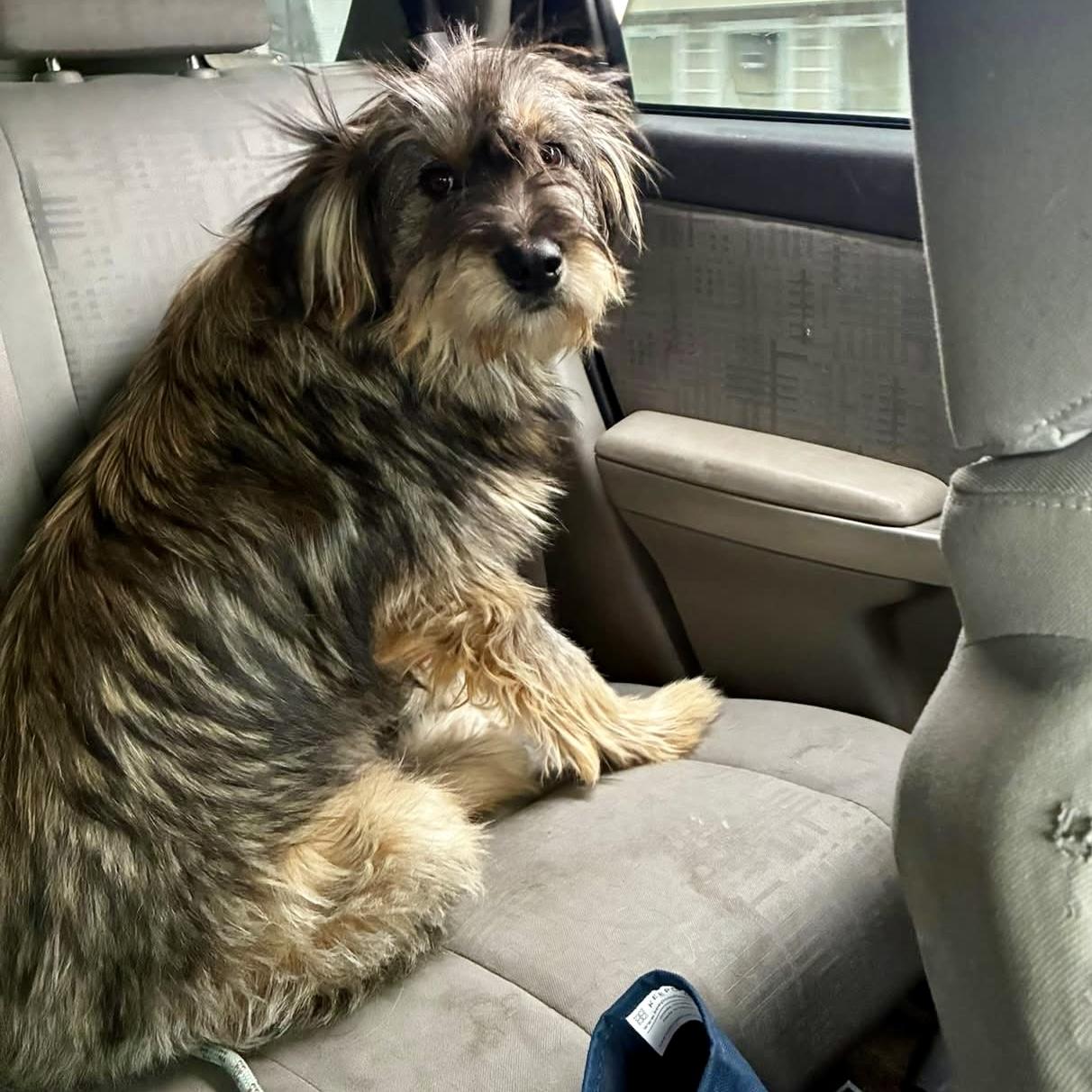 Enlarge Rizzo, an adopted mixed breed in Pocatello, ID image 5/6