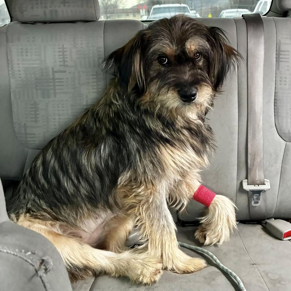 Enlarge Rizzo, an adopted mixed breed in Pocatello, ID image 3/6