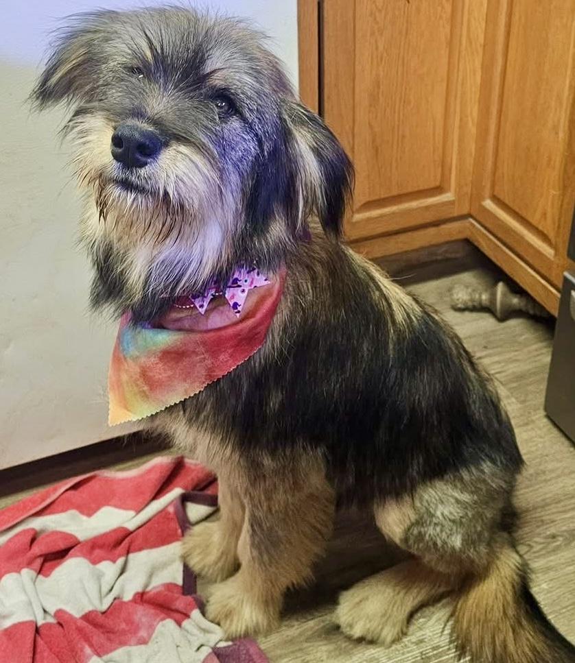 Enlarge Rizzo, an adopted mixed breed in Pocatello, ID image 4/6