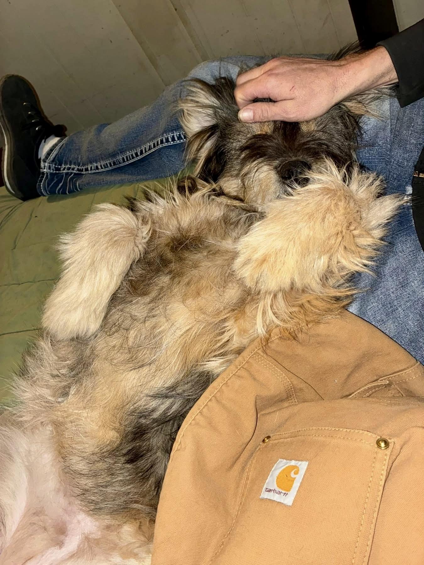 Enlarge Rizzo, an adopted mixed breed in Pocatello, ID image 6/6