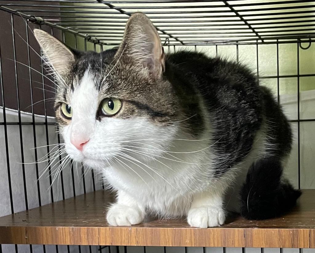 FERGUS, Adoptable, Adult Male Domestic Short Hair.