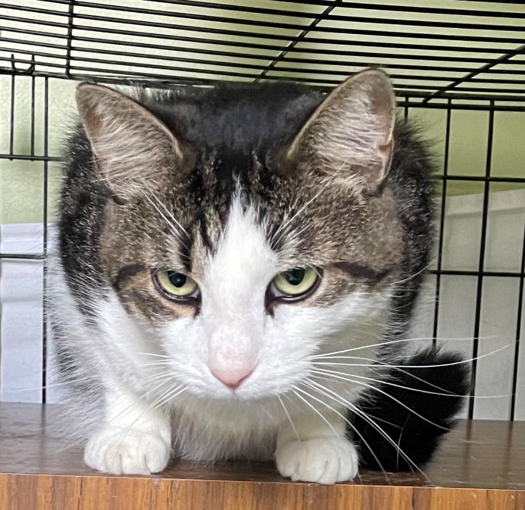 Enlarge FERGUS, a Adoptable Domestic Short Hair in Muskegon, MI image 2/3