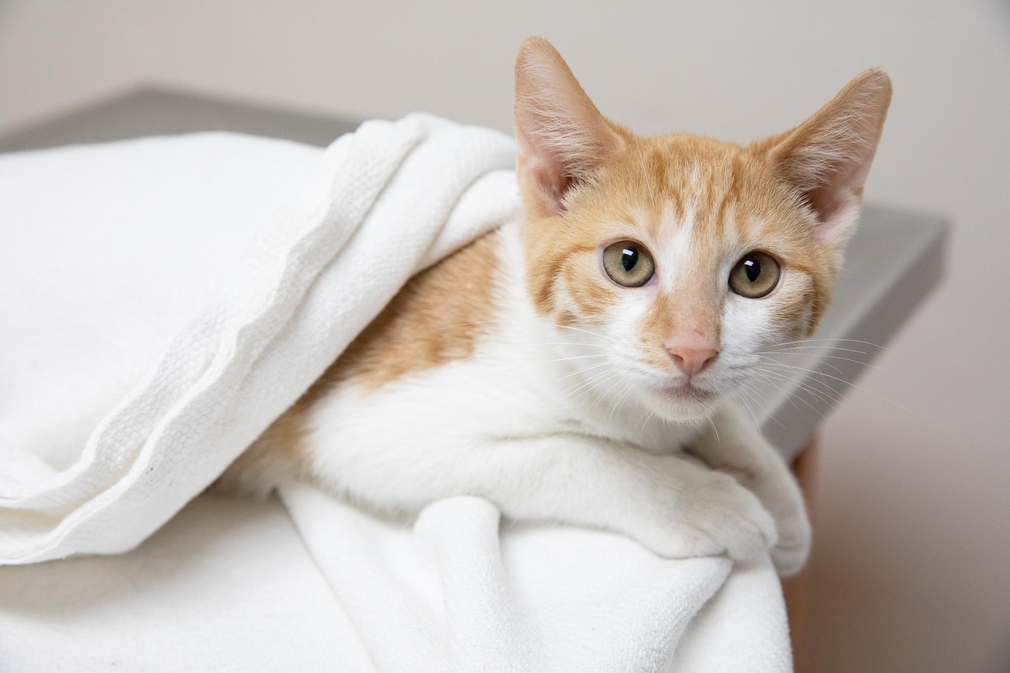 Canello, a ADOPTABLE Domestic Short Hair in Montclair, NJ image 5/5