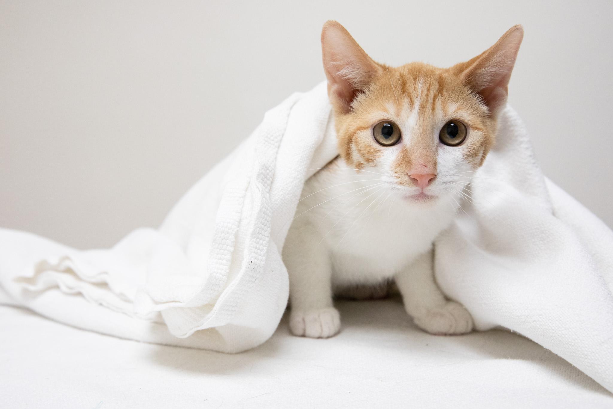 Canello, a ADOPTABLE Domestic Short Hair in Montclair, NJ image 2/5