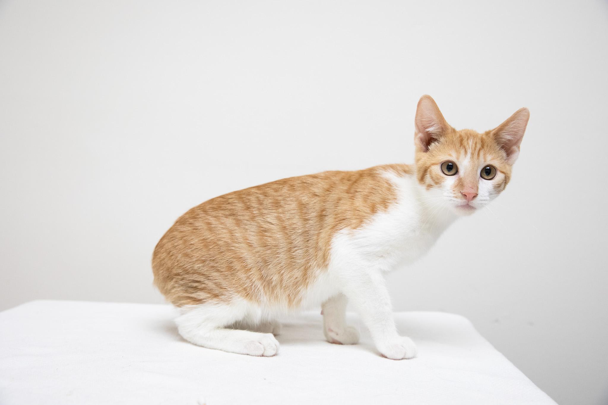 Canello, ADOPTABLE, Kitten Female Domestic Short Hair.