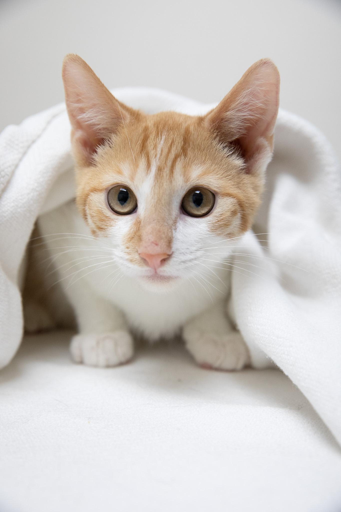 Canello, a ADOPTABLE Domestic Short Hair in Montclair, NJ image 3/5