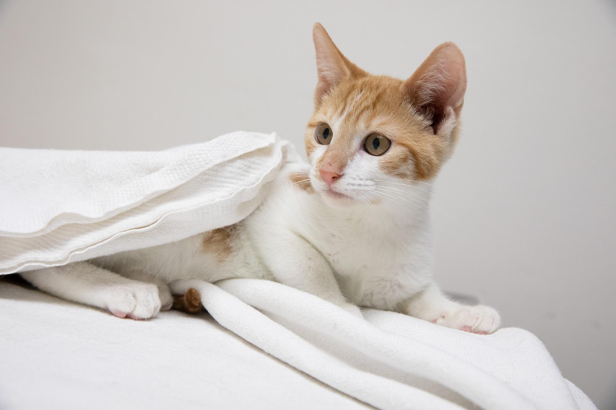 Canello, a ADOPTABLE Domestic Short Hair in Montclair, NJ image 4/5