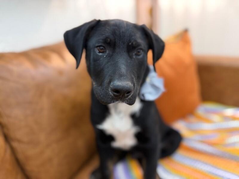 Ludo Boop-the-Snoot McWigglebutt — thumbnail 3