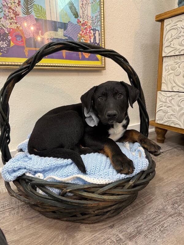 Ludo Boop-the-Snoot McWigglebutt — thumbnail 5