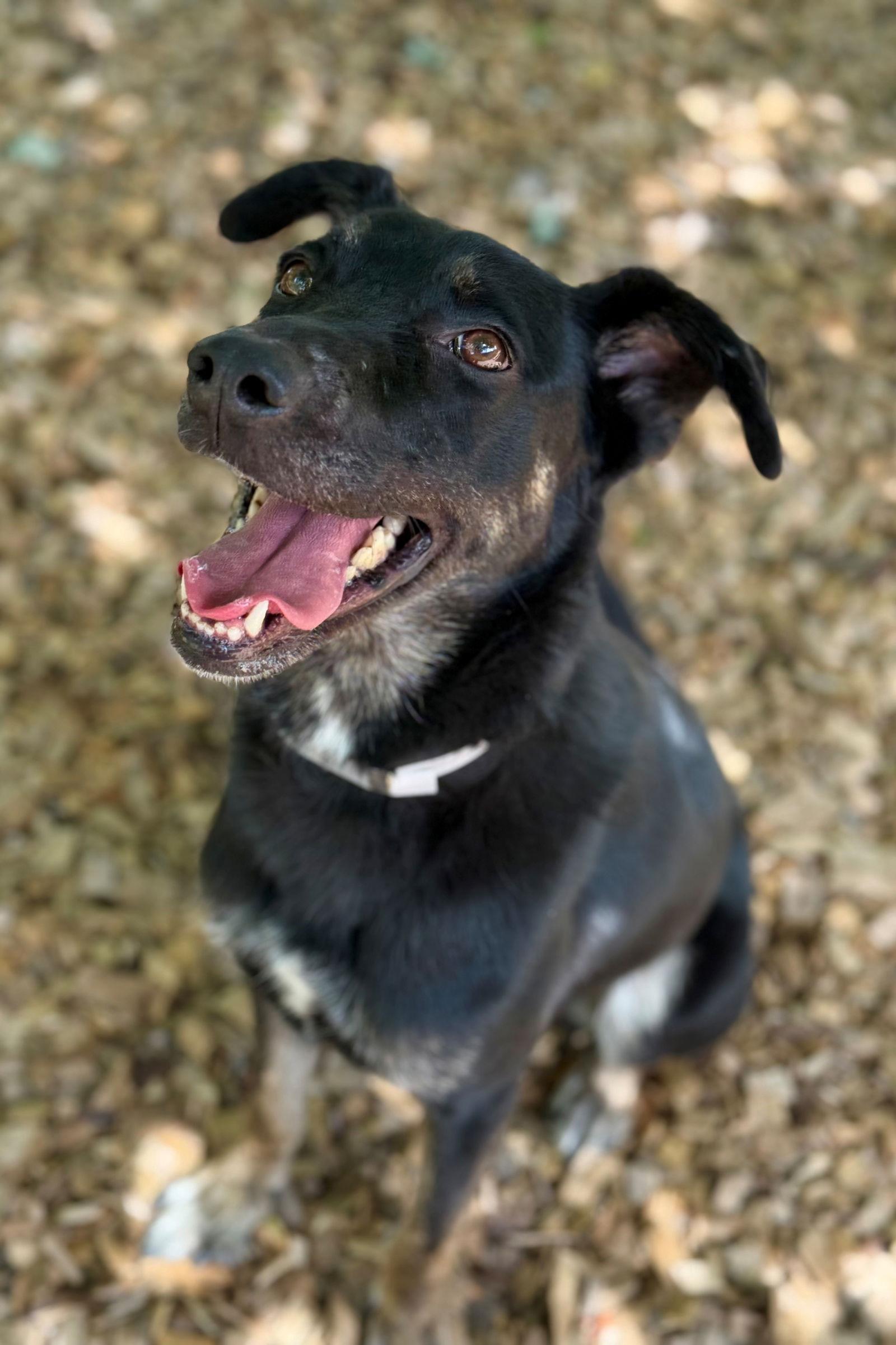48957 - Bear, a Adopted Shepherd in Ellicott City, MD image 1/3
