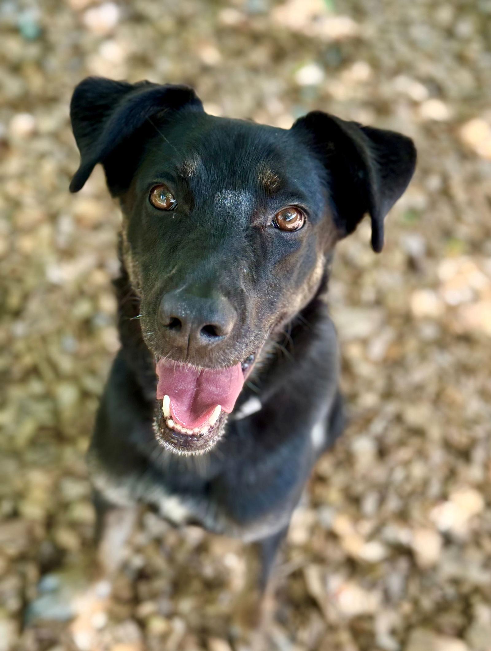 48957 - Bear, a Adopted Shepherd in Ellicott City, MD image 2/3