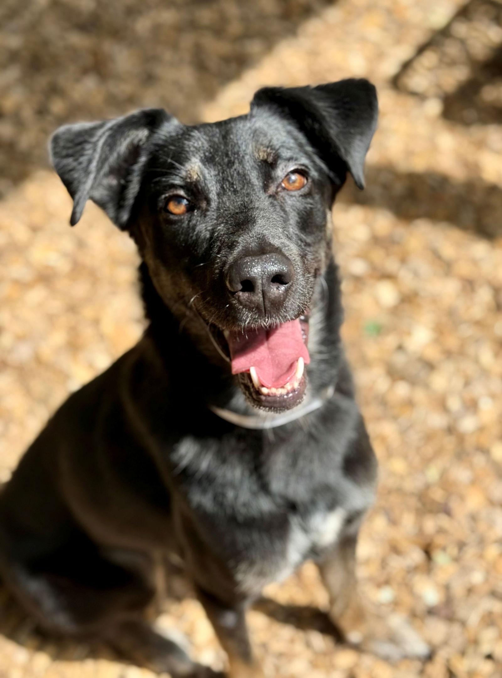 48957 - Bear, a Adopted Shepherd in Ellicott City, MD image 3/3