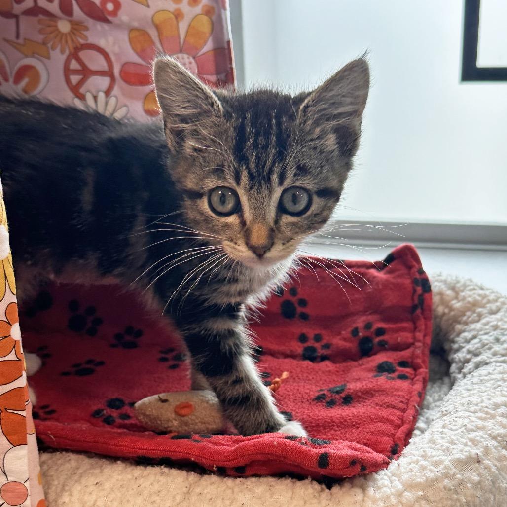 Keke, Adoptable, Kitten Female Domestic Short Hair.