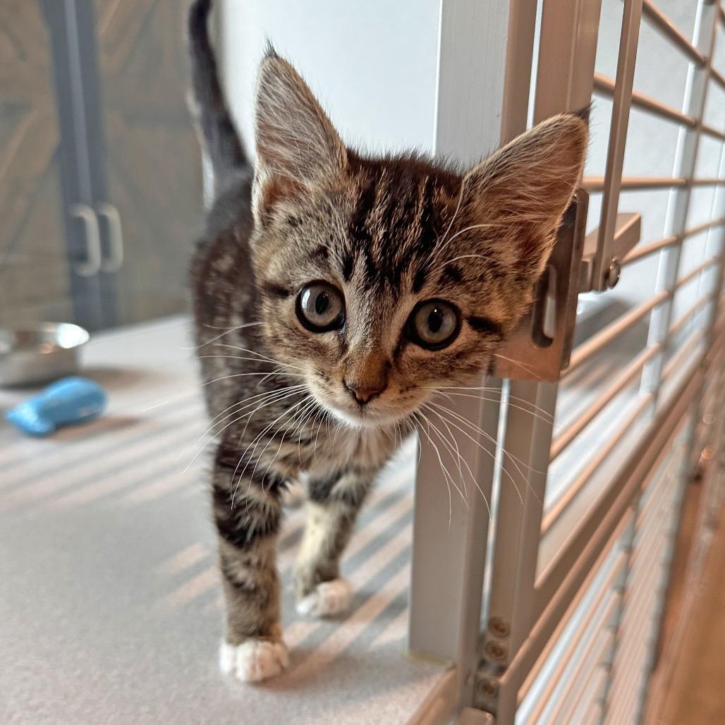 Keke, a Adoptable Domestic Short Hair in Hailey, ID image 2/4