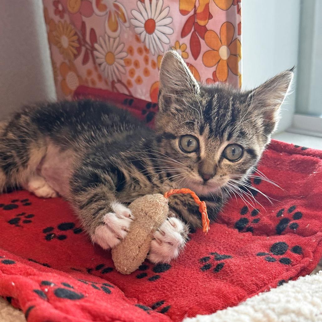 Keke, a Adoptable Domestic Short Hair in Hailey, ID image 3/4
