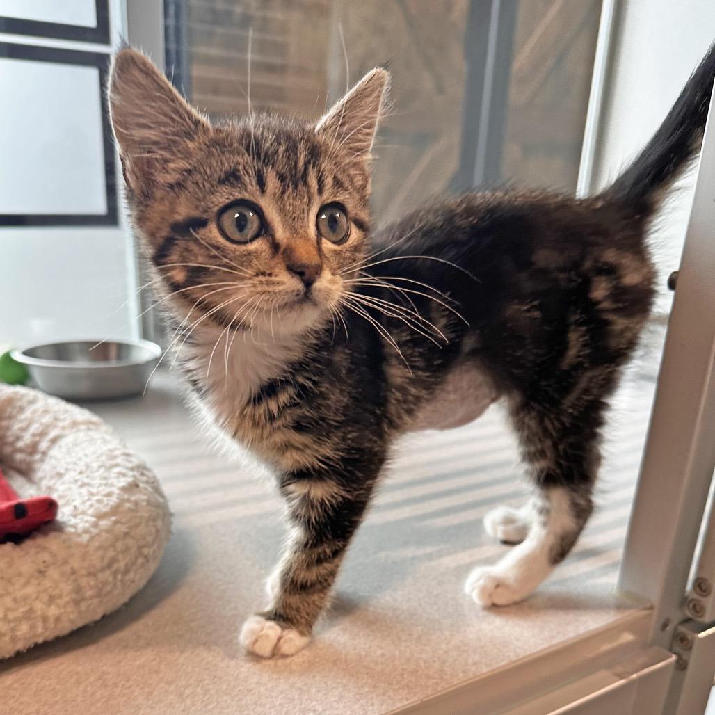 Keke, a Adoptable Domestic Short Hair in Hailey, ID image 4/4