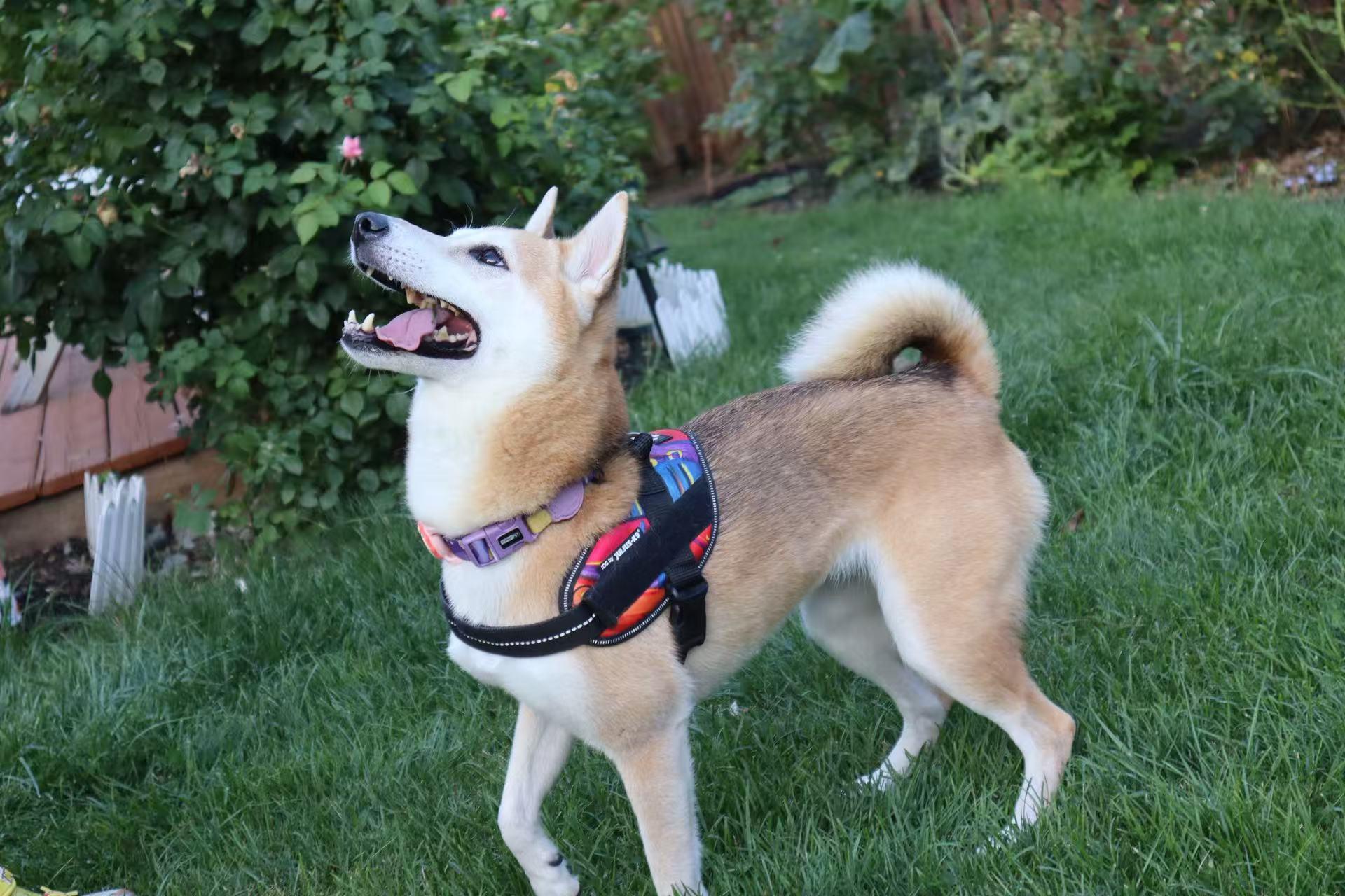 Enlarge Peppa, a Adopted Shiba Inu in Maple, ON image 6/6