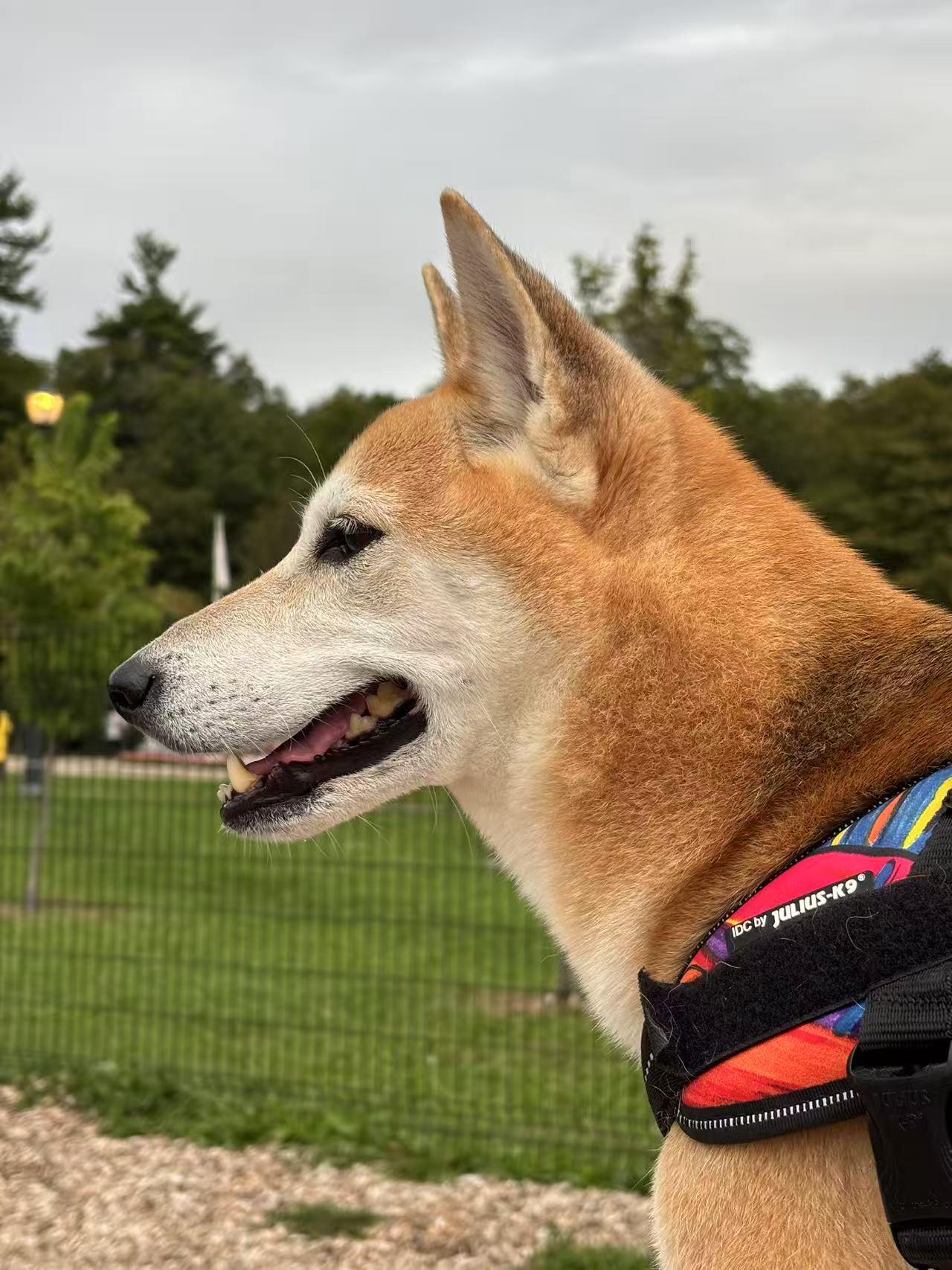 Enlarge Peppa, a Adopted Shiba Inu in Maple, ON image 5/6