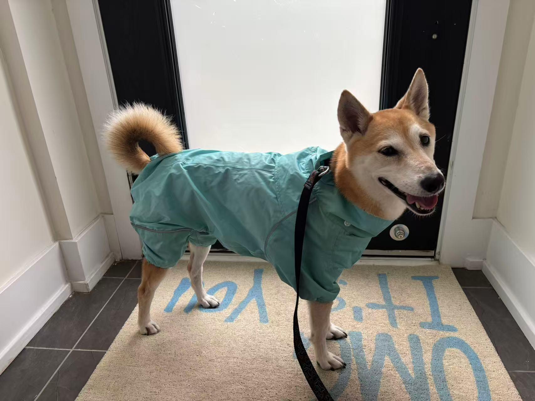 Enlarge Peppa, a Adopted Shiba Inu in Maple, ON image 4/6