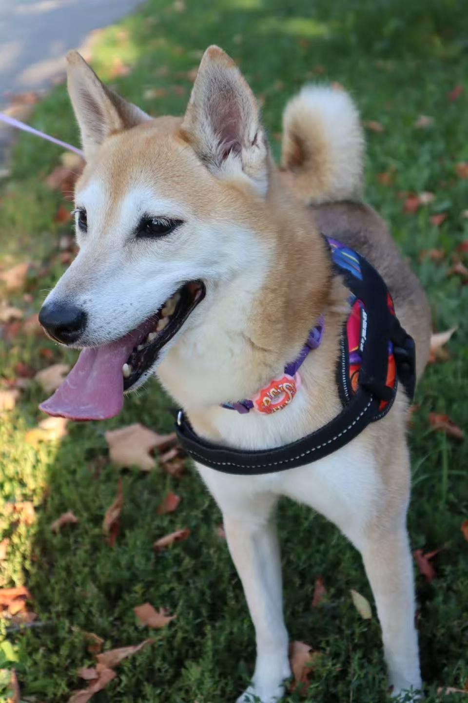 Peppa, Adopted, Adult Female Shiba Inu.