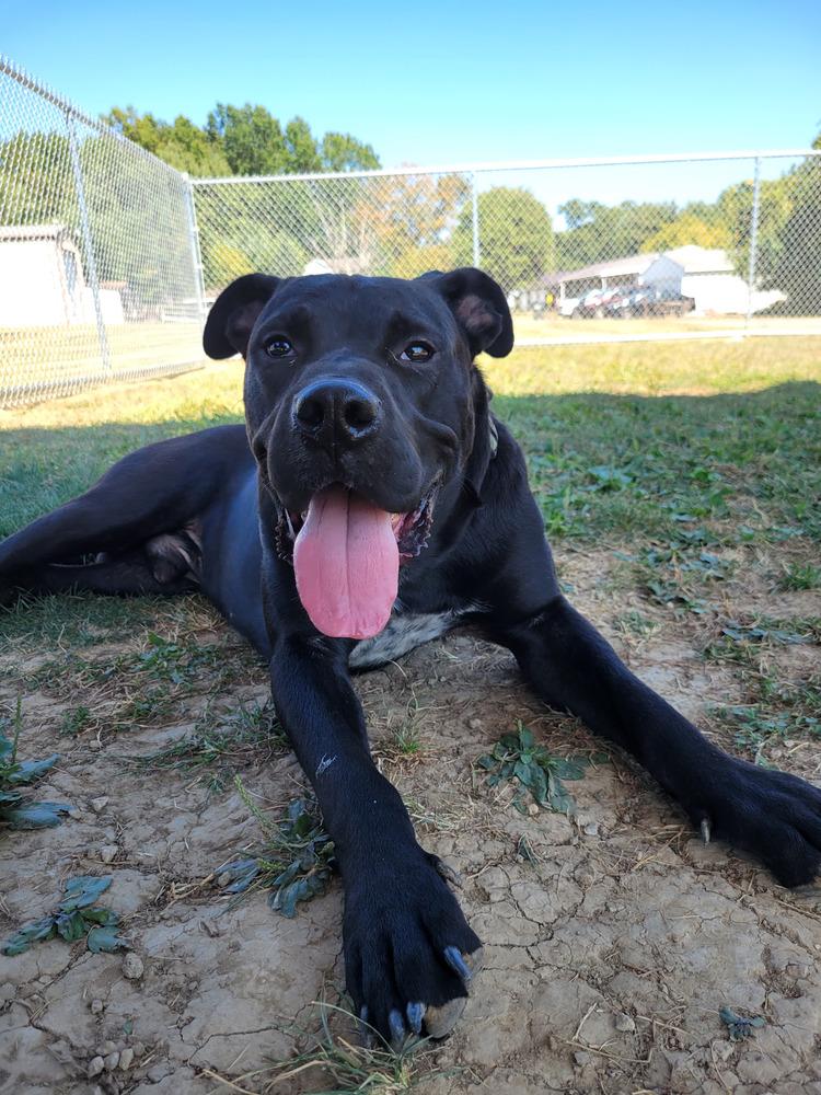 THOR 310-25 (CELL PROGRAM), adoptable, Young Male Mastiff & Labrador Retriever.