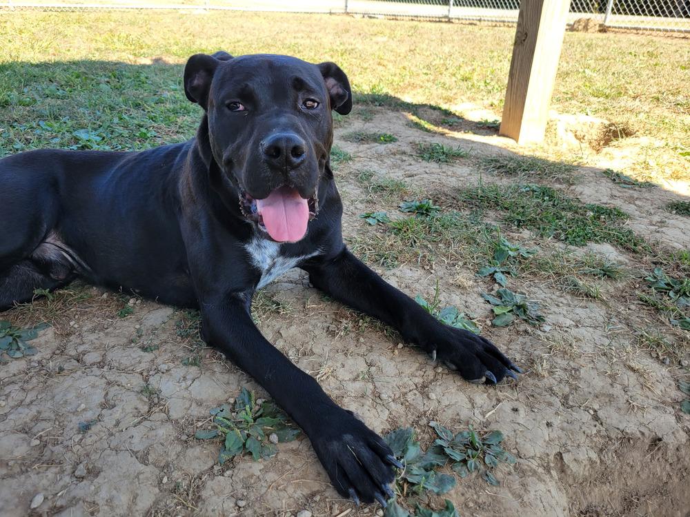 THOR 310-25 (CELL PROGRAM), an adoptable mixed breed in Cambridge, OH image 3/3