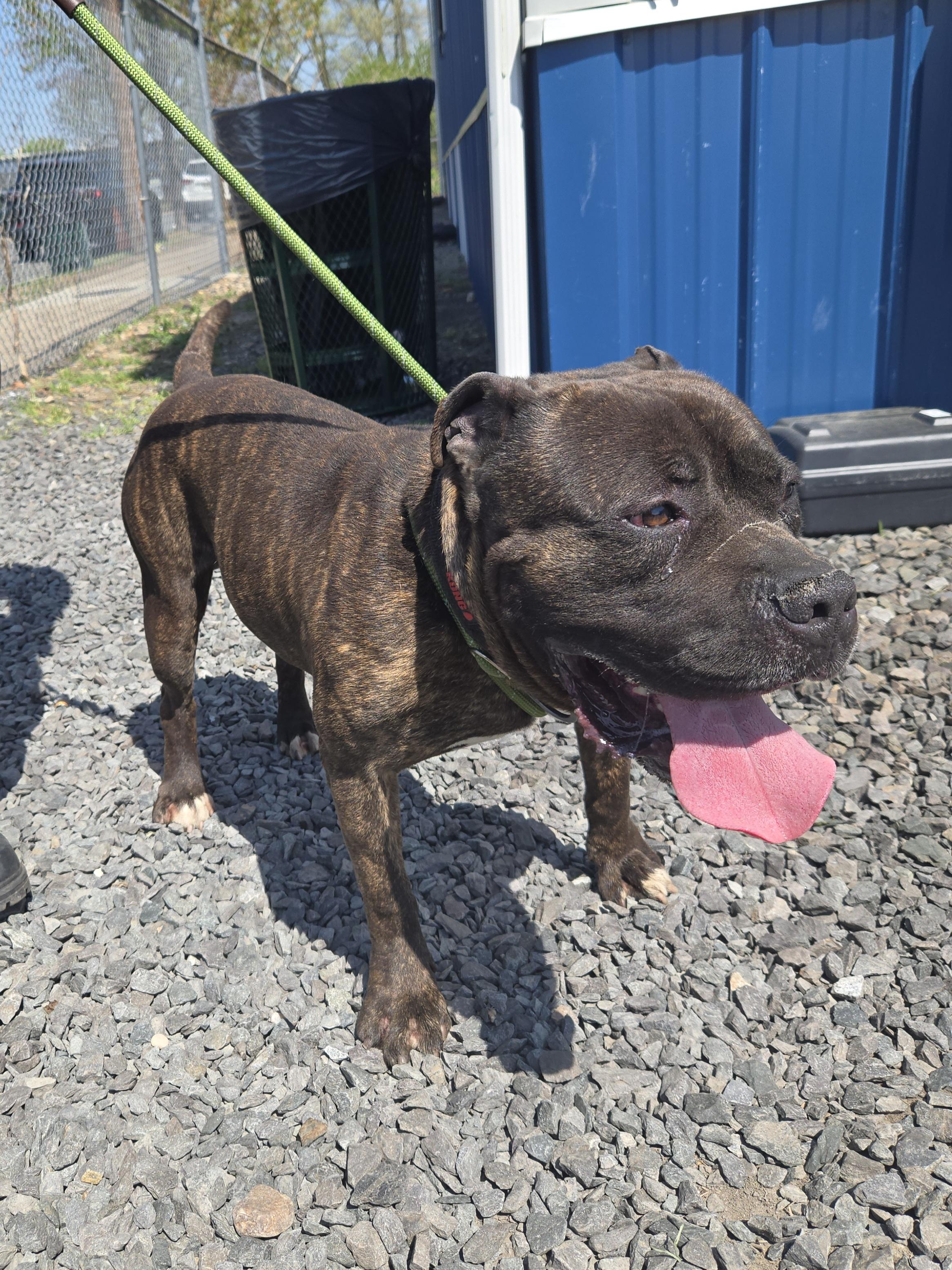 Enlarge Bulli, a ADOPTABLE Pit Bull Terrier in Trenton, NJ image 1/3