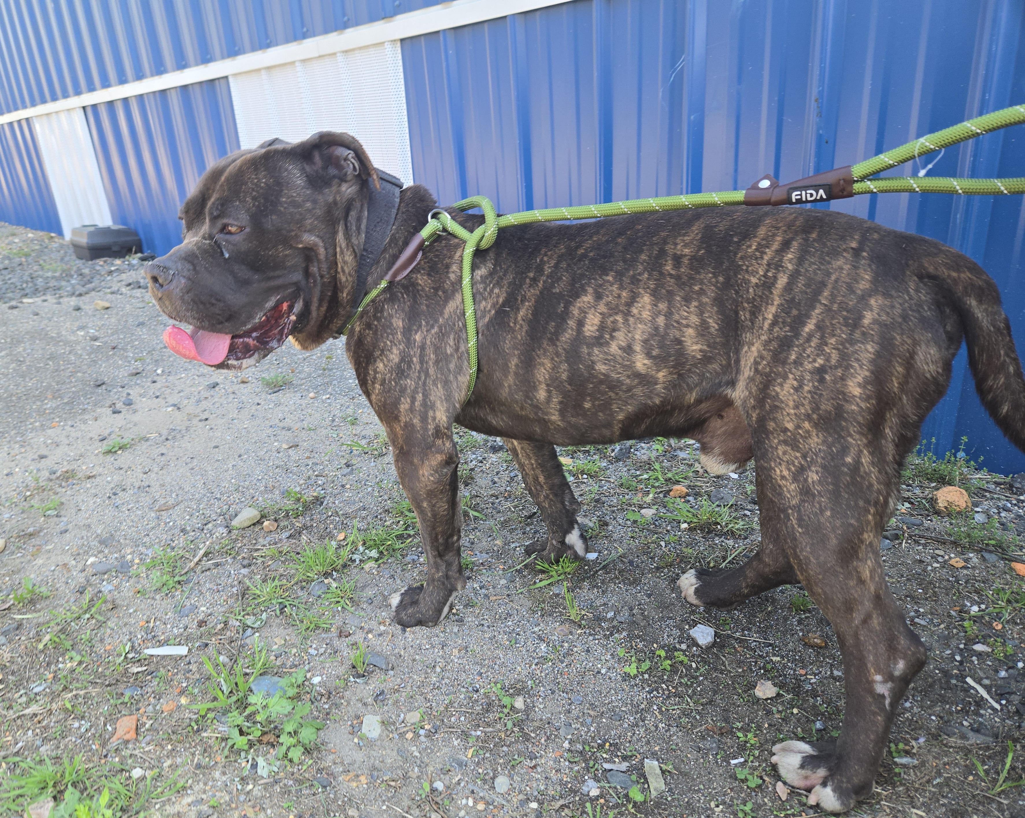 Enlarge Bulli, a ADOPTABLE Pit Bull Terrier in Trenton, NJ image 3/3