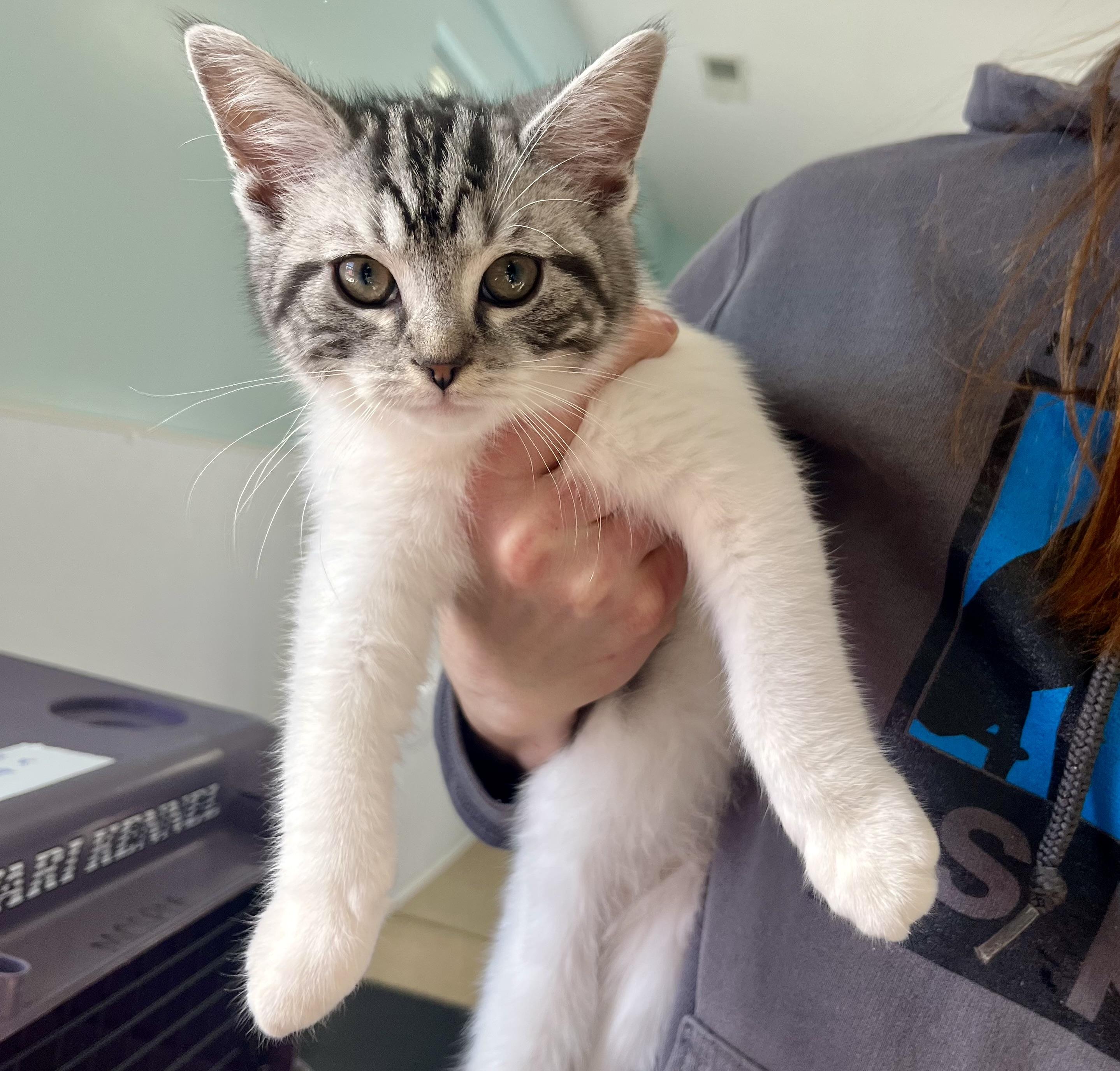 Boneless Wings thumbnail 2