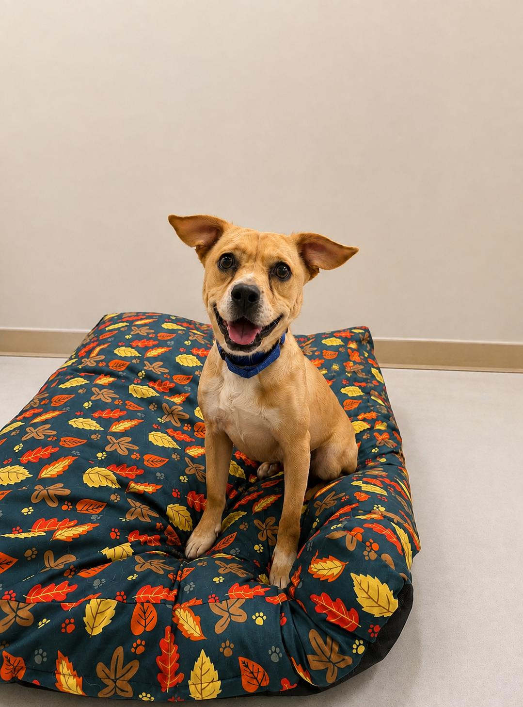 Drake, a Adoptable mixed breed in Baton Rouge, LA image 1/3