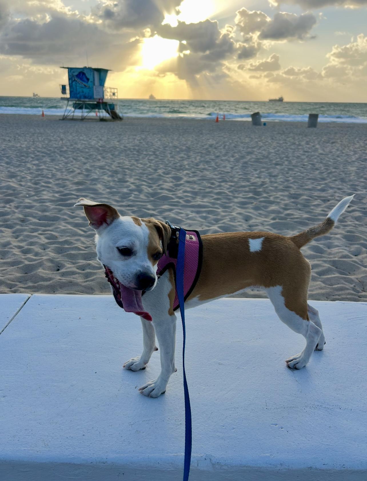 Dua Lipa, Adopted, Young Female Beagle & Terrier.