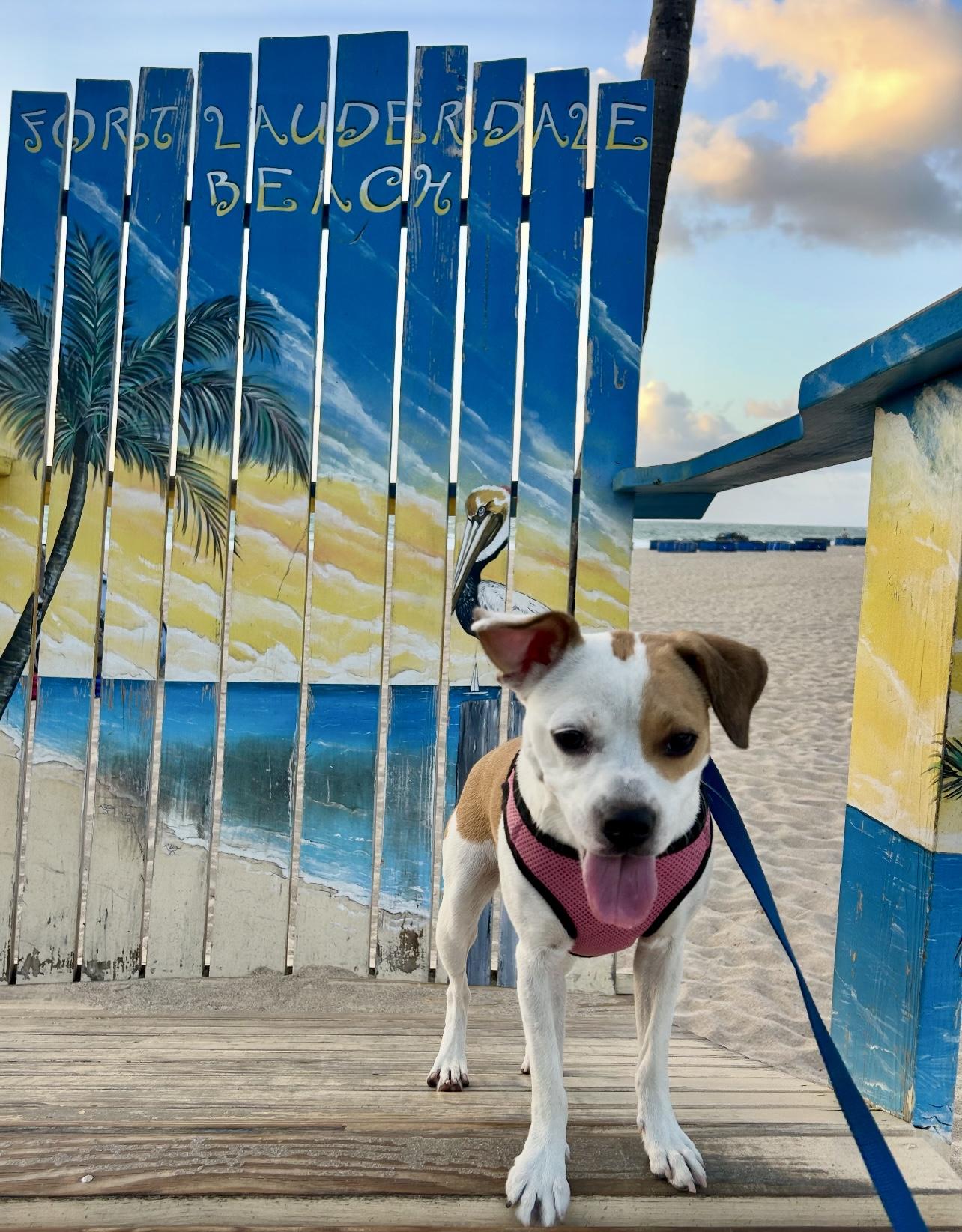 Dua Lipa, Adopted, Young Female Beagle & Terrier.