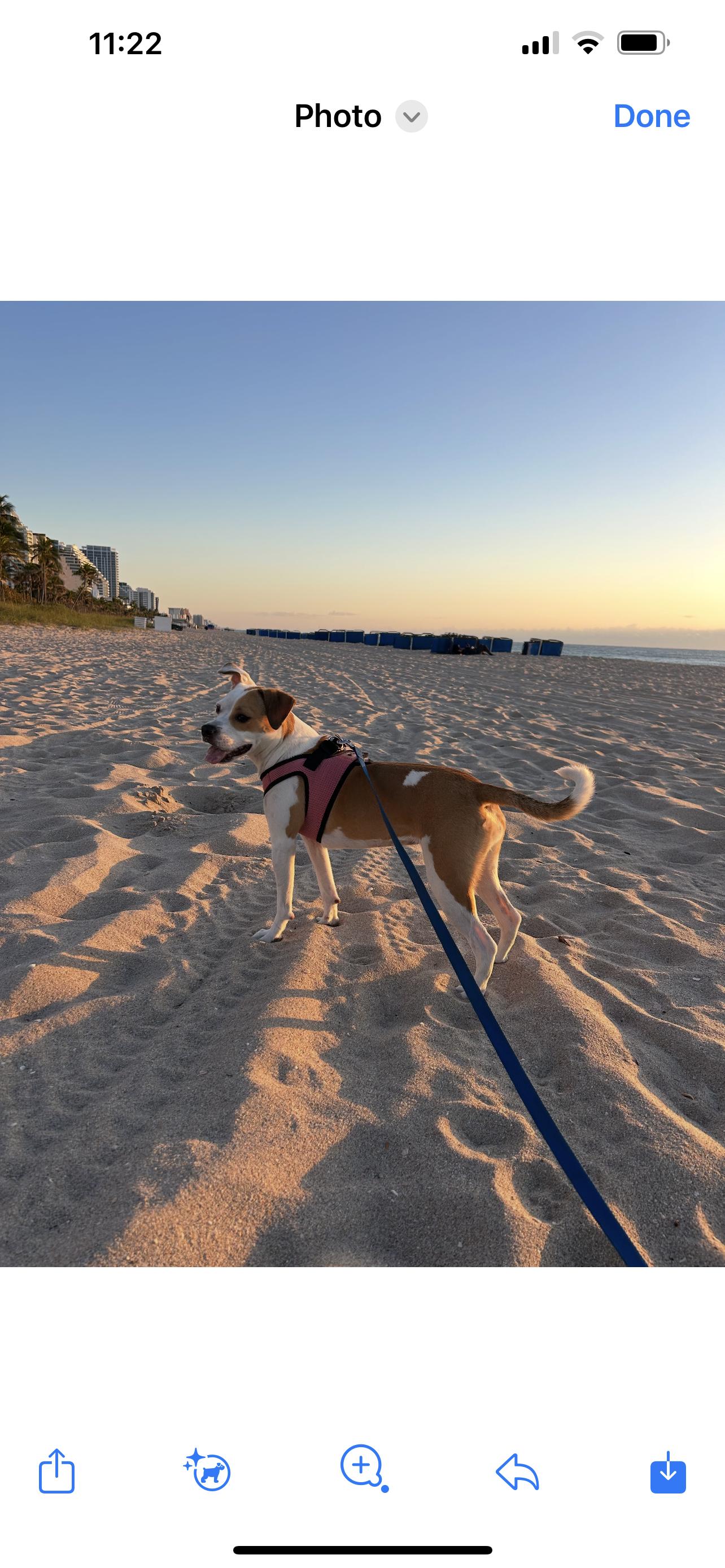 Dua Lipa, a Adopted mixed breed in Fort Lauderdale, FL image 3/3