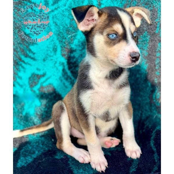 Enlarge Aurora, an adopted mixed breed in Inglewood, CA image 2/2