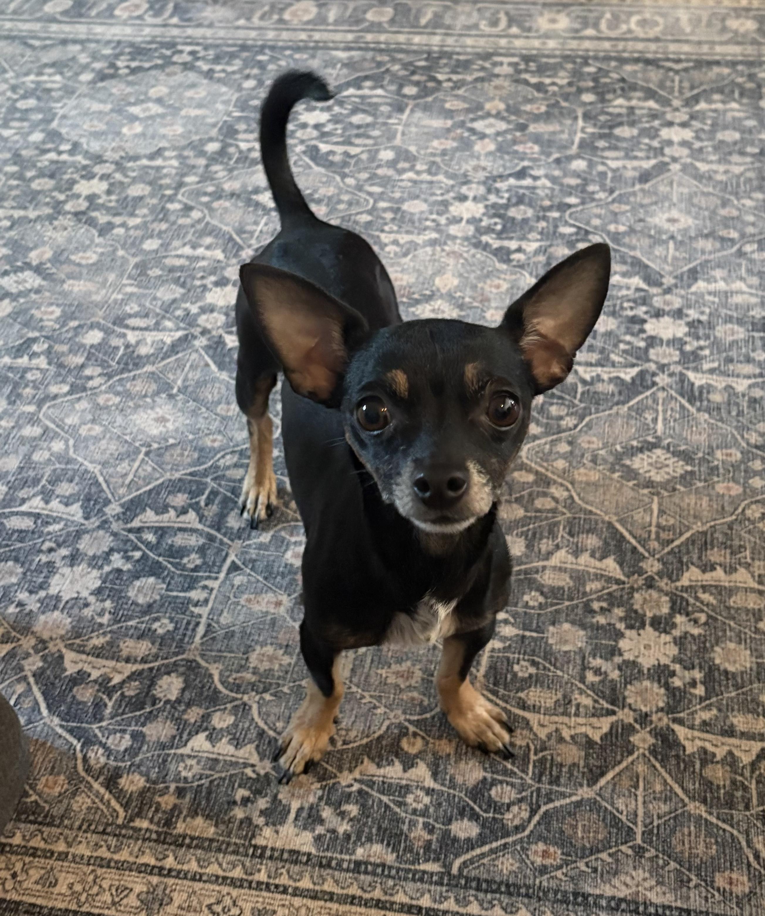 ChiChi - Coming Late July, ADOPTABLE, Young Female Chihuahua.