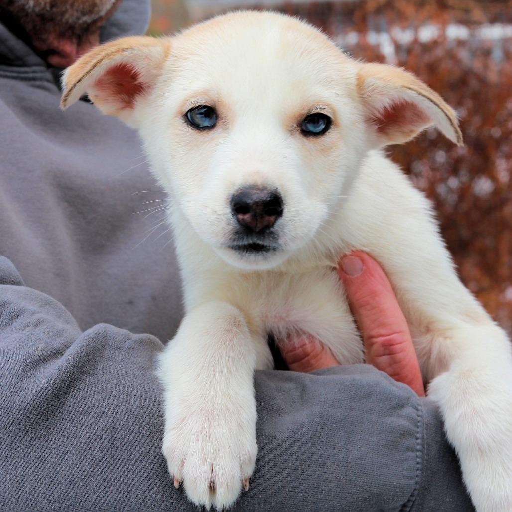 CT Nellie, Adoptable, Puppy Female Shepherd & Husky.