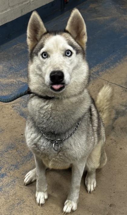 Sky, adopted, Adult Female Siberian Husky & Husky.