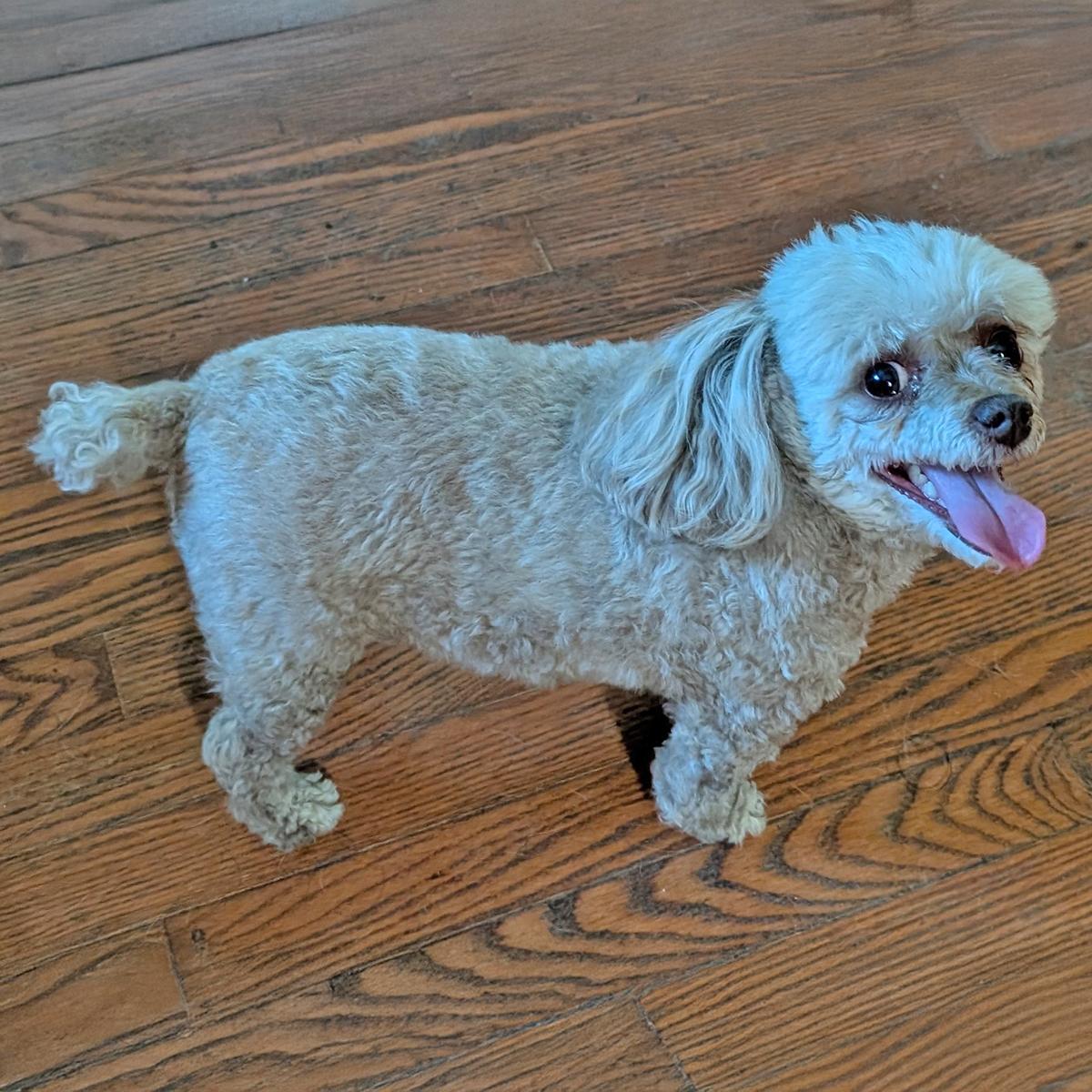 Enlarge Piper S., a Adopted Poodle (Toy) in Somerset, KY image 1/2