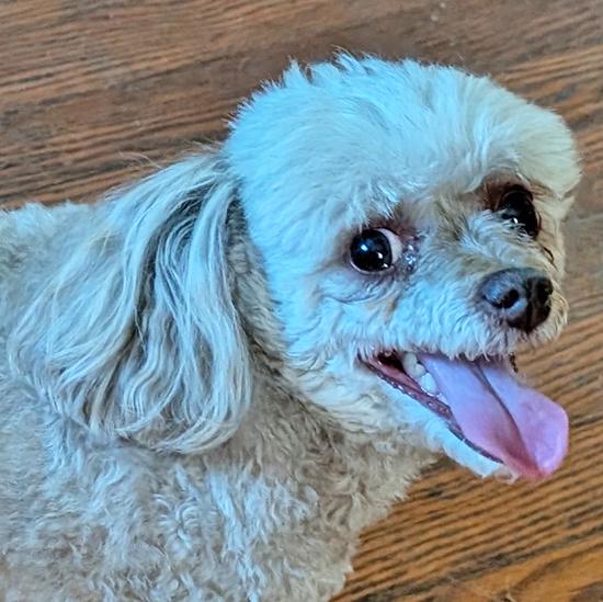 Enlarge Piper S., a Adopted Poodle (Toy) in Somerset, KY image 2/2