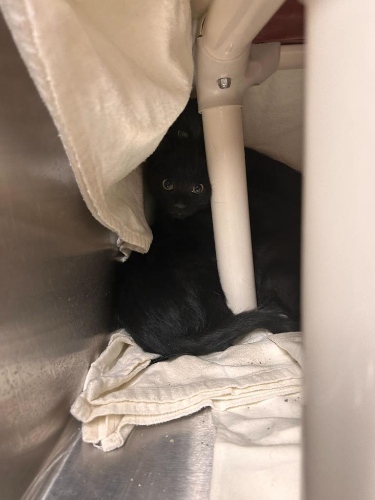 Enlarge Temu, a Adoptable mixed breed in Minot, ND image 2/2