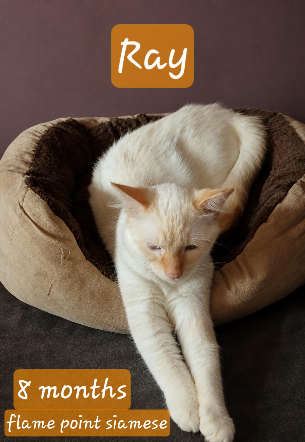 Enlarge Ray, an adopted Siamese in Hobart  , IN image 1/1