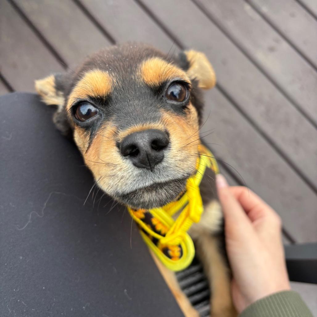 Enlarge Arnie, a Adoptable Mixed Breed in Tacoma, WA image 1/3