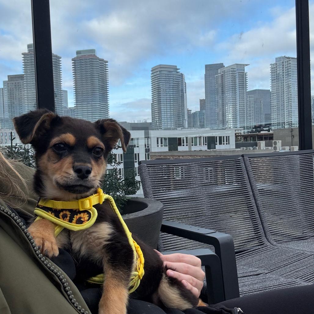 Enlarge Arnie, a Adoptable Mixed Breed in Tacoma, WA image 2/3