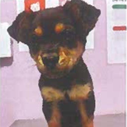 Enlarge Arnie, a Adoptable Mixed Breed in Tacoma, WA image 3/3