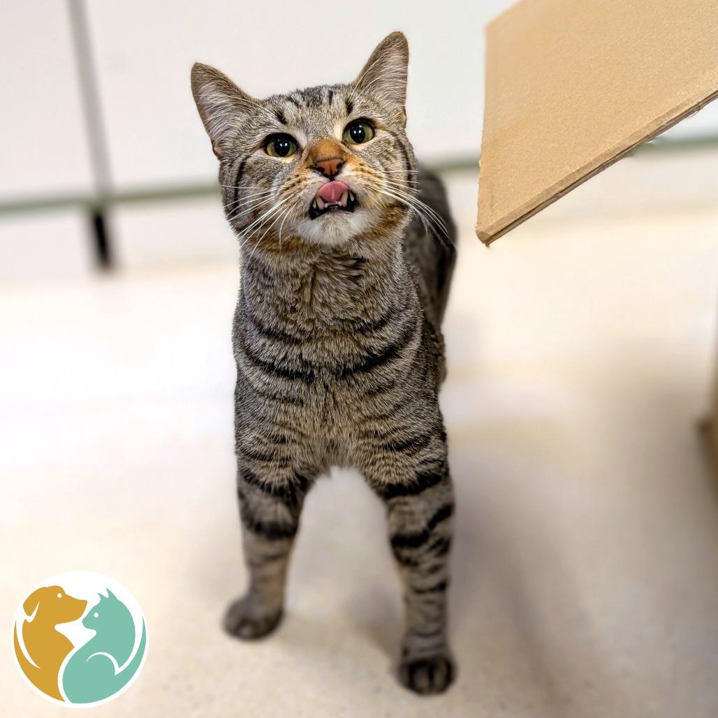 Bear2, Adoptable, Adult Male Domestic Short Hair.