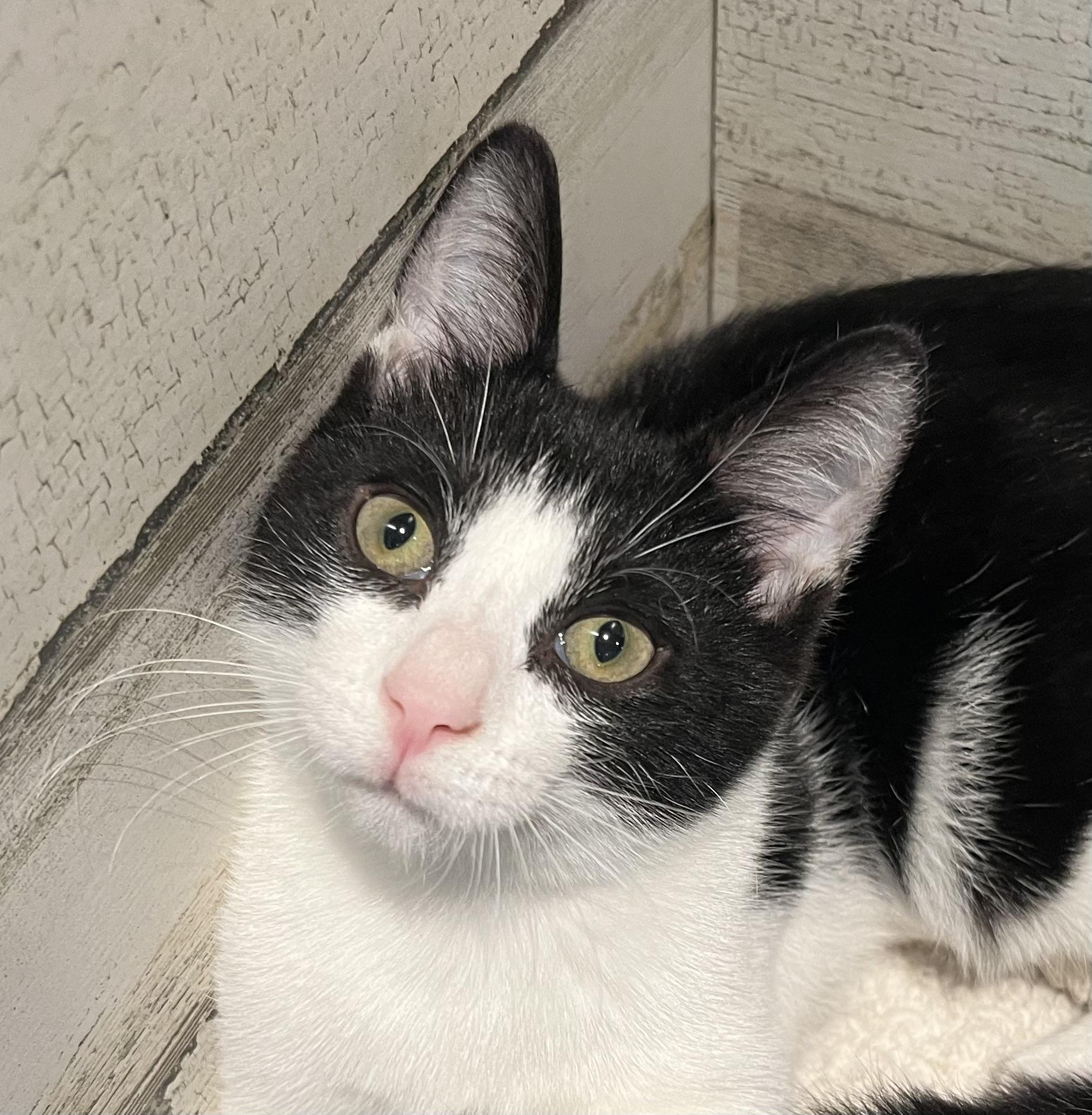 Dom, Adopted, Kitten Male Domestic Short Hair.