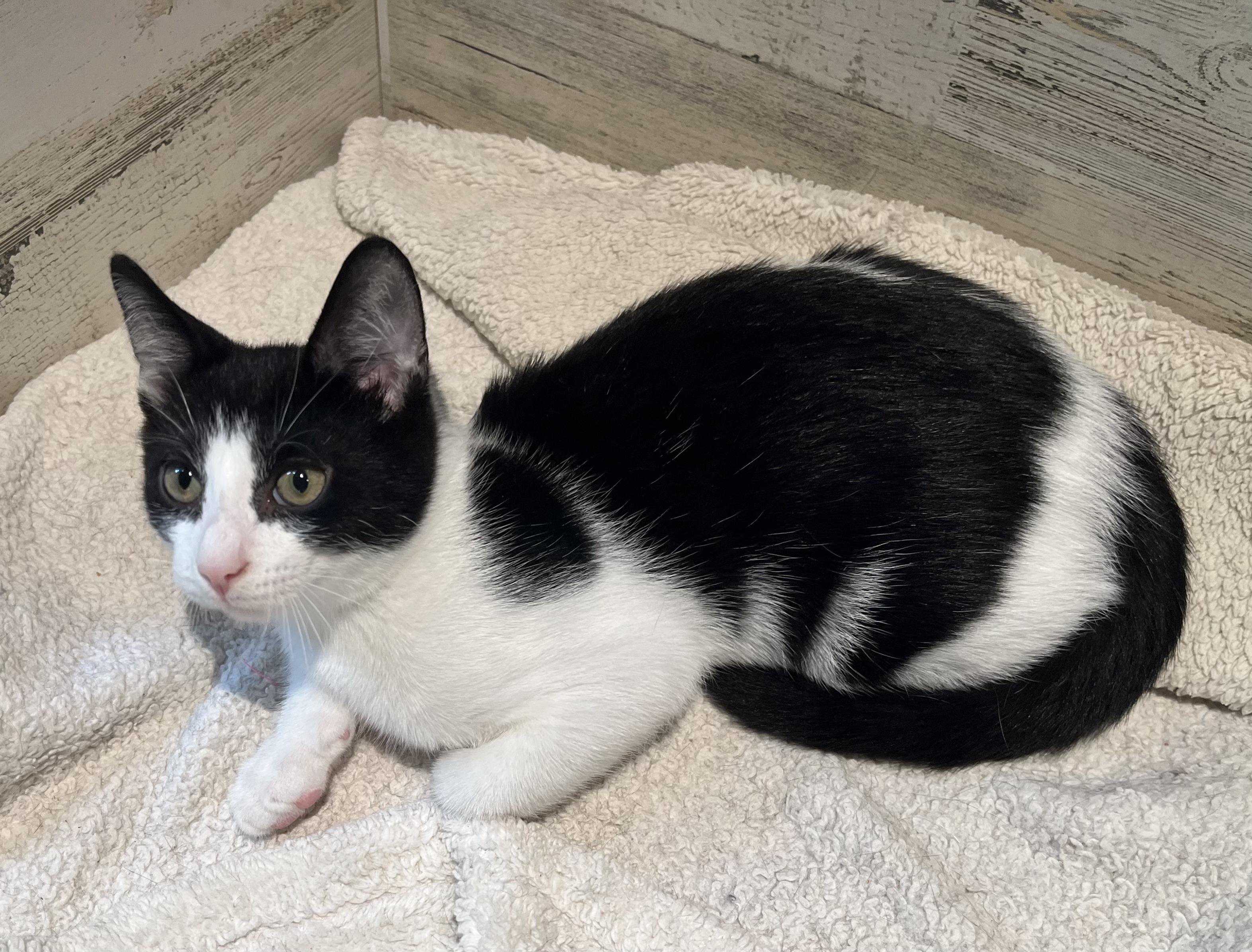 Enlarge Dom, a Adopted mixed breed in Rocky Hill, CT image 2/6