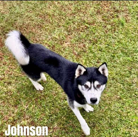 Johnson, Adopted, Adult Male Siberian Husky.